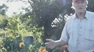 Георгины Владимира Мазурина