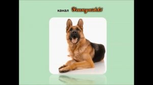 Изучаем породы собак. Названия пород собак. Развивающее видео для малышей