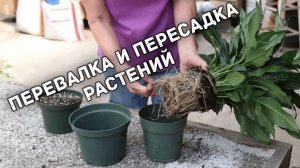 Перевалка и пересадка растений