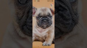 песня про кукурузу