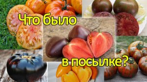 Какие редкие коллекционные сорта томатов посадим в этом году