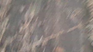 Сбор арбузов на корм гусям и овцам на бахче