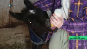 Сыктывдинский конный клуб собирает средства на питание жеребенку, который остался без мамы