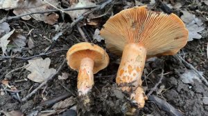 Lactarius salmonicolor (Рыжик лососевый), August 6, 2021