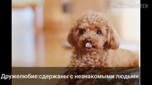 Коротко о породе собак той пудель