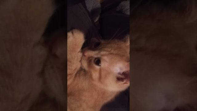 милый рыжий кот сосет лапу смотреть онлайн