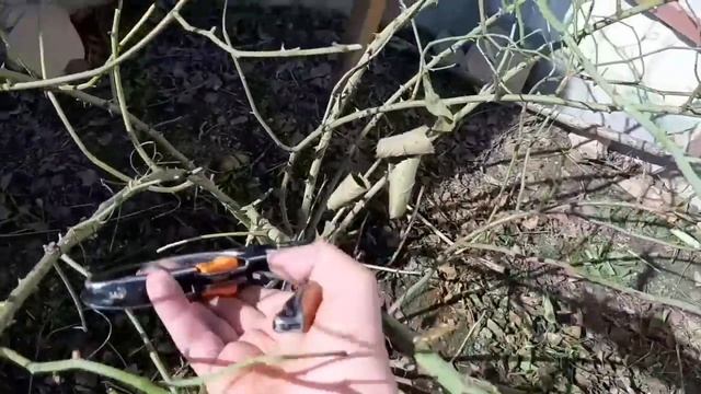 Сняла укрытие с РОЗ , обрезка . ? смотреть онлайн