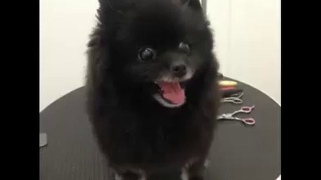 Стрижка собак и кошек Белгород смотреть онлайн