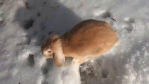 Вислоухий карликовый кролик на прогулке зимой