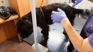 Тримминг цвергшнауцера