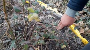 Осенний уход за голубикой