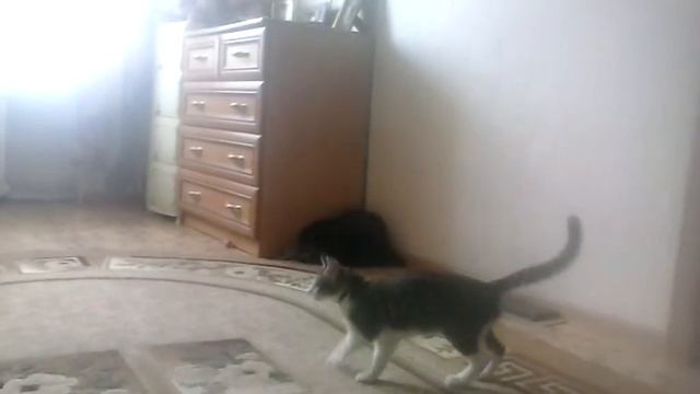 котёнок прыгает за попрыгунчиком смотреть онлайн