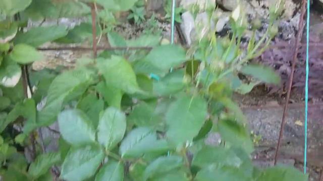 Красивейшая роза незнакомка эта ашле смотреть онлайн