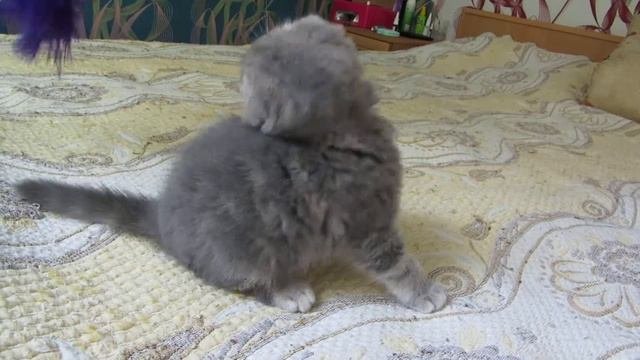 шотландские котята.