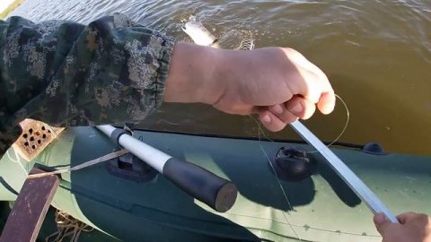 Рыбалка/Огромные/Судаки