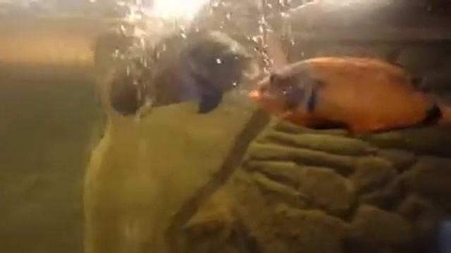 Астранотусы откладывают икру