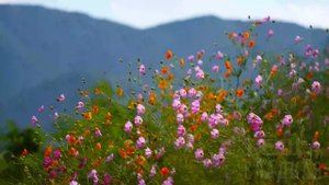 ПЛЕМЯННИЦА КОГДА ЗАМЕТИЛА МЕНЯ БЫЛО УЖЕ ПОЗДНО! ! Истории из жизни. Теща Сладкая