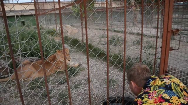 Новый вольер для ЛЕГЕНДЫ , а также Рокки .Витязь и другие львы !!!Тайган .Крым смотреть онлайн