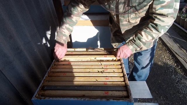 Проверка результатов зимовки Новежским методом Есть пи расплод смотреть онлайн