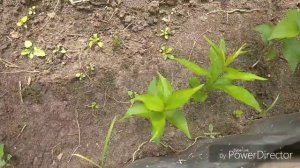 Все тонкости посадки персик, абрикос , слива.Необходимое время для развития.