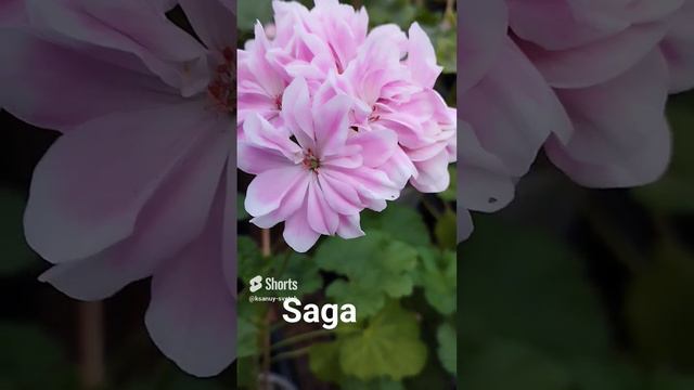Пеларгония _Saga_ cascade.