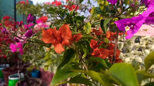 Fire Opal & Magic Love Grafted Bougainvillea 🧡💜 #@@ss смотреть онлайн