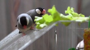 Как размножаются рисовые амадины