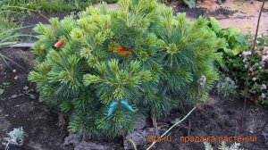 Сосна веймутова Радиата (pinus strobus radiata) ? Радиата обзор: как сажать, саженцы сосны Радиата