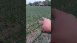 капельный полив на ЧЕСНОК!!!