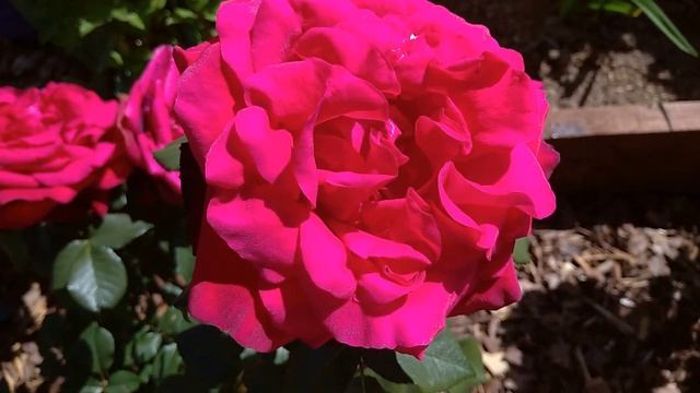 РОЗА с ОГРОМНЕЙШИМ ЦВЕТКОМ - АДМИРАЛ??? смотреть онлайн