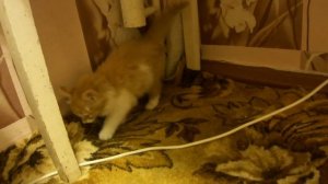 Как приучить рыжего котенка к лотку? Из личного опыта!