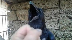 Ворона разговаривает прикол