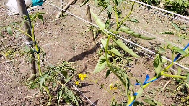 Обрезка томатов по "Кривянскому" методу. Подключение электричества за 550 рублей. Всё опять заросло смотреть онлайн