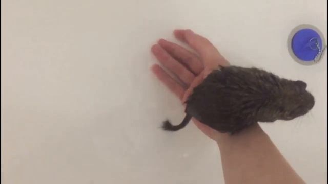 Купание дегу в воде смотреть онлайн