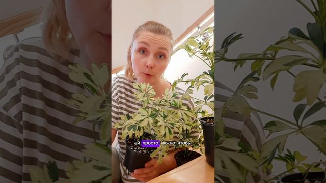 Шефлера Жанин - обзор и правила ухода / тг plantsnn #shorts #шеффлера #шефлера