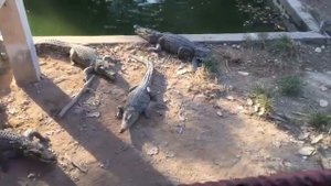 Кормление крокодилов живыми курицами в Камбодже