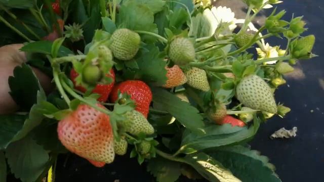 Фурор . Урожайный сорт клубники . смотреть онлайн