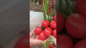 Лучший томат для консервирования! Томат Марина F1