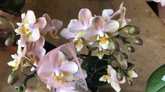 ? ПРОДАЖА ОРХИДЕЙ. Завоз от 21.09.21 Каменная роза, Будда, Парфюмерные фабрики. Купить орхидею. смотреть онлайн