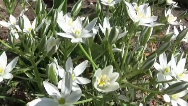 вірш ,,намалюй мені квіти,, смотреть онлайн