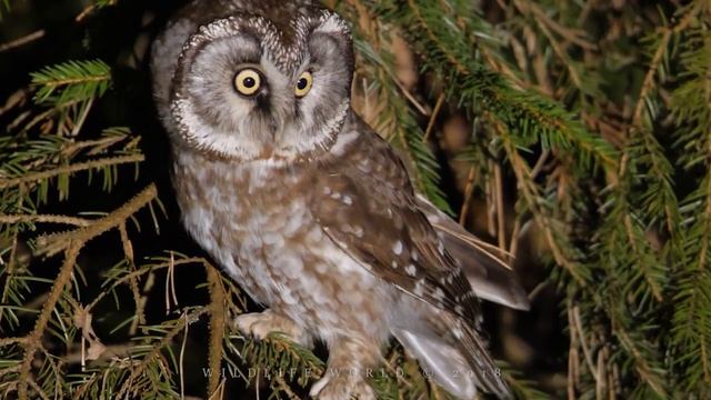 Bird sounds. Boreal owl singing in the night forest. смотреть онлайн