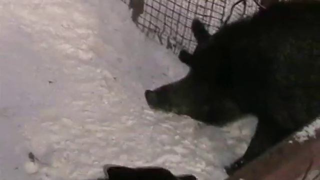 притравка восточно-сибирской лайки по кабану.wmv смотреть онлайн