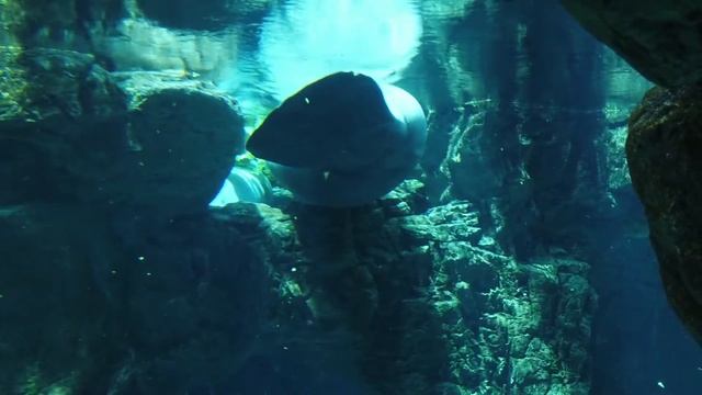 Стеллерова корова.Морская корова.Ламантин.manatee