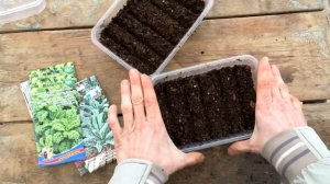 Капуста кейл (кале) посев