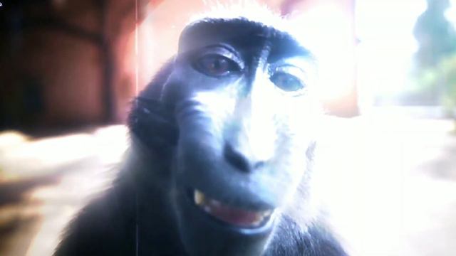 The lost soul down | with a funny rizz monkey 4K