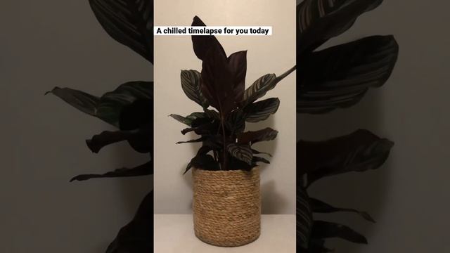 Full transparency: this plant is dead now ? Calathea Sanderiana aka Pinstripe Calathea #calathea