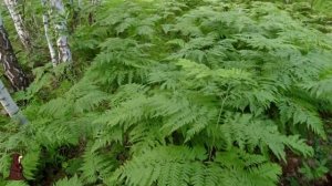 Сбылась Мечта Грибника! Белые Грибы, Желтые Боровики Собираю и Готовлю Грибоискатель нашел свой кла