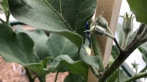 Выращивание баклажанов на УРАЛЕ. Баклажаны АРАП и баклажаны ЧЕРНЫЙ КРАСАВЕЦ. Сравнение сортов.