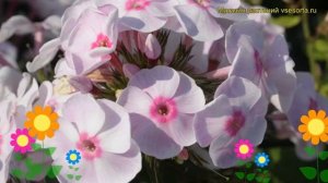 Флокс метельчатый Десерт. Краткий обзор, описание характеристик phlox paniculata Desert