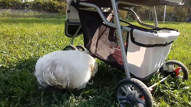 Lucia in gita con mamma (portata a giro sul passeggino) 20171012 142530 смотреть онлайн